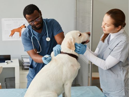 sparty with sky in background